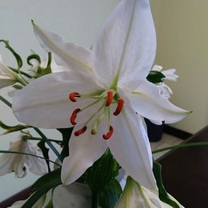 Meet your Posher, Denise